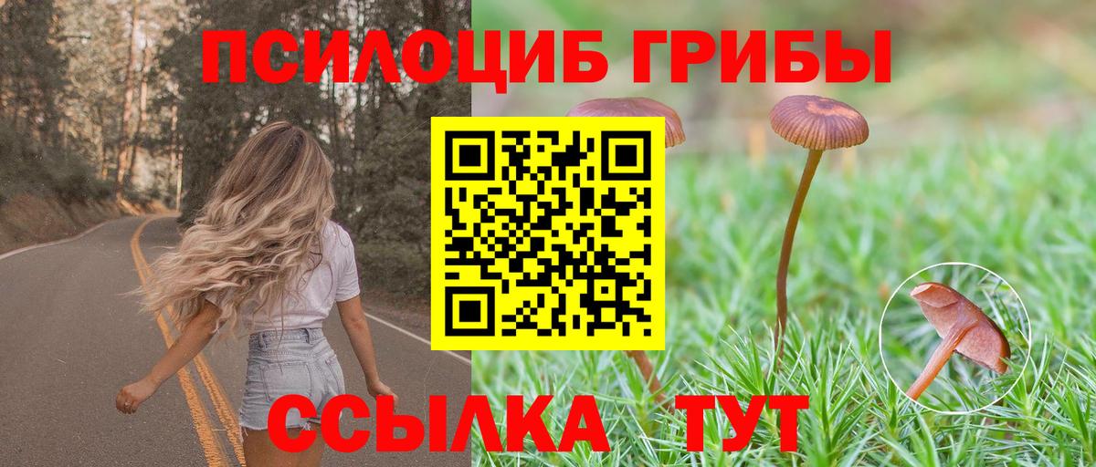 Псилоцибиновые грибы Psilocybe Барнаул
